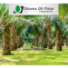 Okomu Oil to Boost Performance with 5,000 Hectares of Oil Palms Plantation