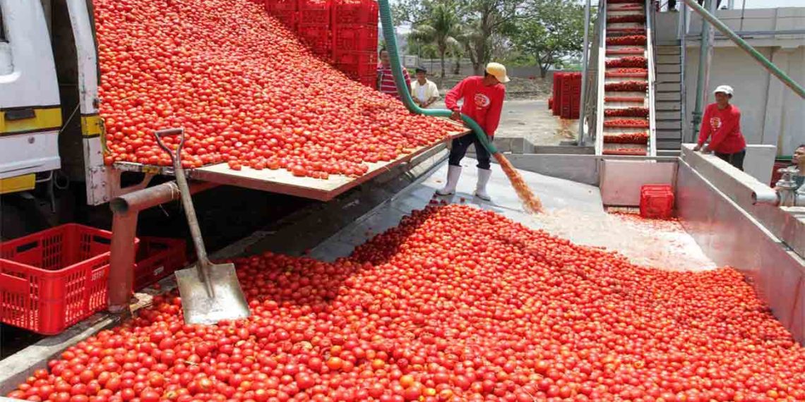 Dangote tomato processing factory shut down again