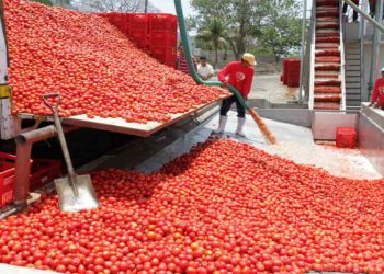 Dangote tomato processing factory shut down again