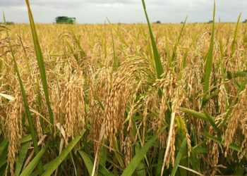 CBN backs land border closure, invests N146bn in rice farming