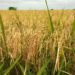 CBN backs land border closure, invests N146bn in rice farming