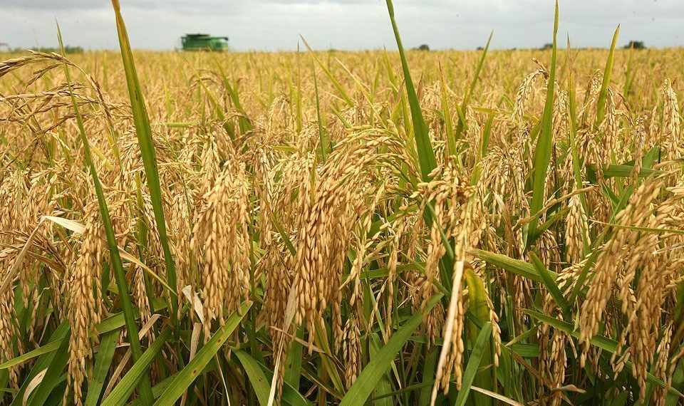 CBN backs land border closure, invests N146bn in rice farming