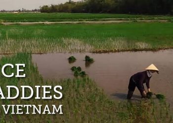 Border closure: Nigeria rejects Vietnam’s rice importation plea