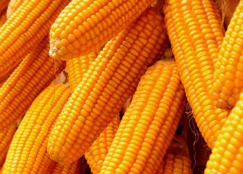 Nigeria eyes 22m tons of maize