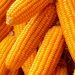 Nigeria eyes 22m tons of maize