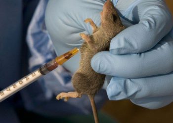 Declare Lassa fever national emergency, says Academy of Science