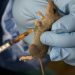 Declare Lassa fever national emergency, says Academy of Science