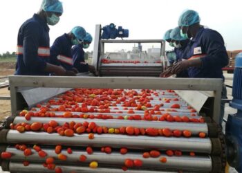 CBN, GBfoods Complete N20bn Tomato Processing Factory