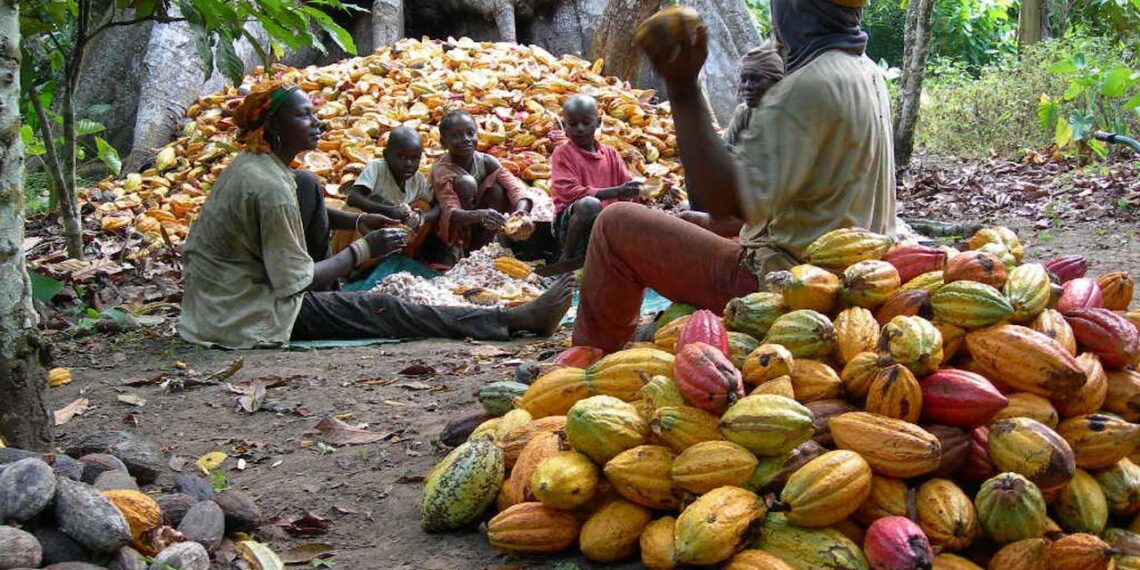 Nigeria’s cocoa production falls as Ghana, Côte d’Ivoire enjoy boom