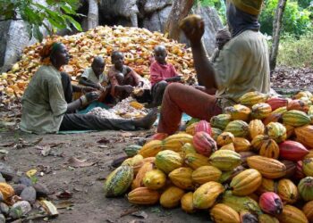 Nigeria’s cocoa production falls as Ghana, Côte d’Ivoire enjoy boom