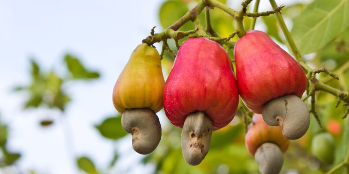 LCFE to list Agvest N5 billion cashew nut contract