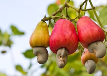 LCFE to list Agvest N5 billion cashew nut contract