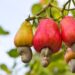 LCFE to list Agvest N5 billion cashew nut contract
