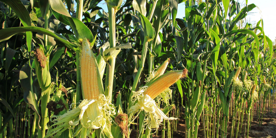 Maize Farmers Urge FG to Sustain Ban on Importation of Commodity