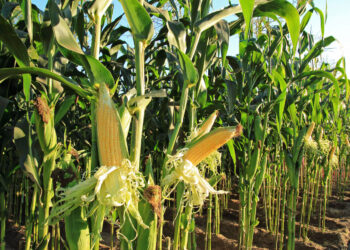 Maize Farmers Urge FG to Sustain Ban on Importation of Commodity