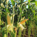 Maize Farmers Urge FG to Sustain Ban on Importation of Commodity