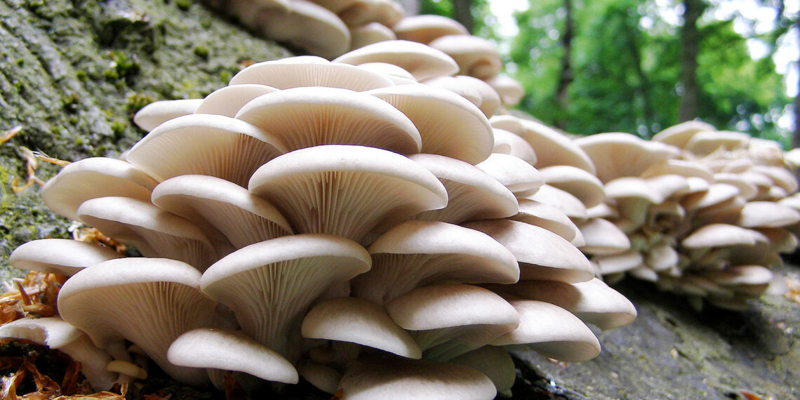 Mushroom can generate 16 million jobs, N1.8tn revenue – Growers