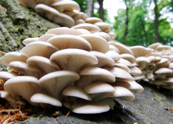Mushroom can generate 16 million jobs, N1.8tn revenue – Growers