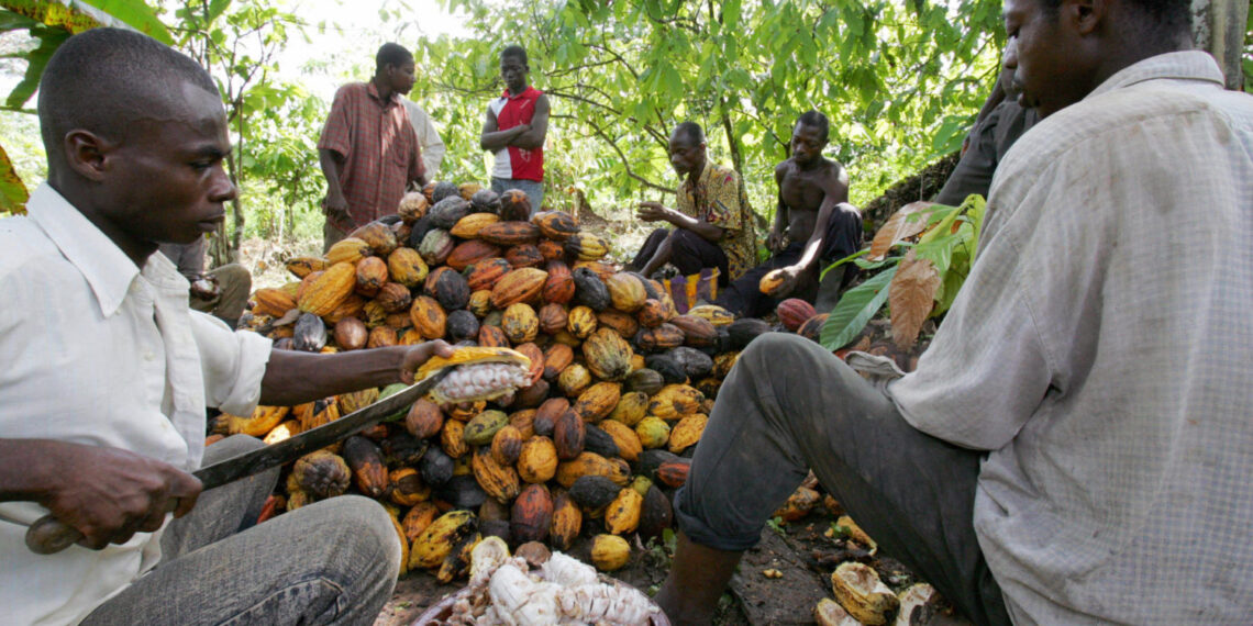 ‘Cocoa tops list of exportable agric products’