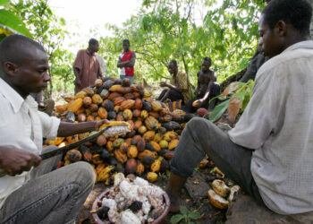 ‘Cocoa tops list of exportable agric products’