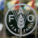Africa Loses Maize Yield Worth $10bn to Fall Armyworm Annually, Says FAO