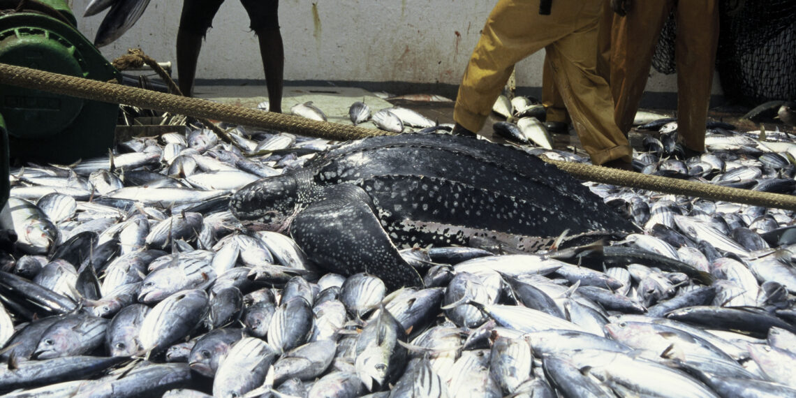 FG targets N5b revenue from fishery coastal terminal project