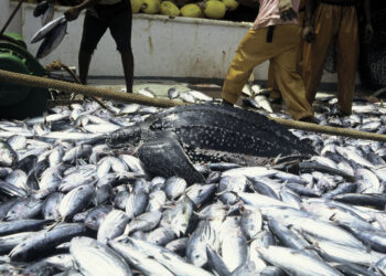 FG targets N5b revenue from fishery coastal terminal project