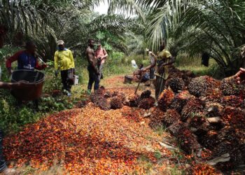 Investors must take advantage of Indonesia oil ban – Expert