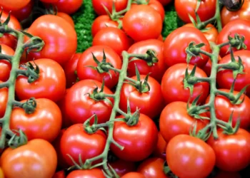 Chinese, Nigerian Importers Floods Market With Substandard Tomato Past