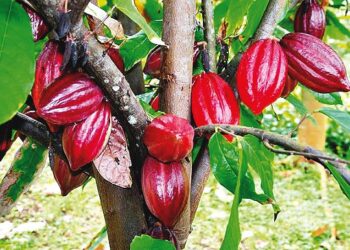 FG, farmers eye extra $136m from cocoa export