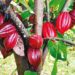 FG, farmers eye extra $136m from cocoa export