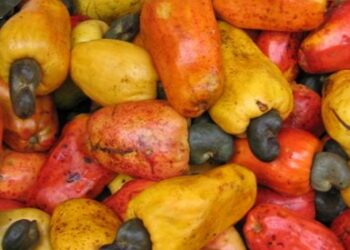 Nigeria’s cashew earnings hit N192bn, producers target $4bn