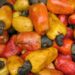 Nigeria’s cashew earnings hit N192bn, producers target $4bn